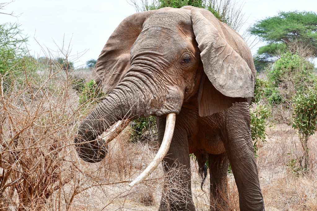 Tsavo East National Park